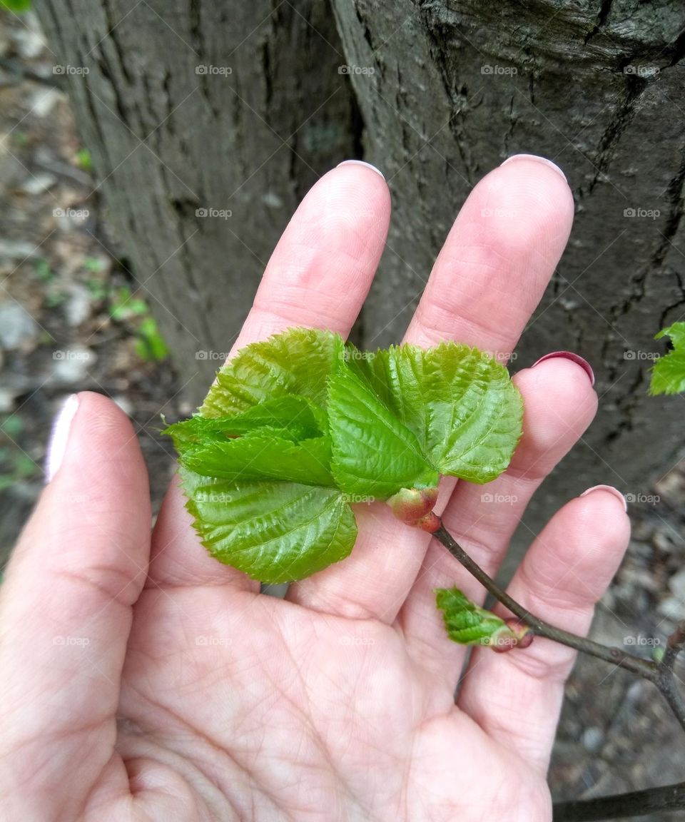 green leaves tree and female hand love earth