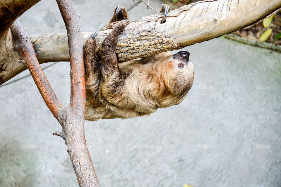 Two-toed sloth climbing a tree branch