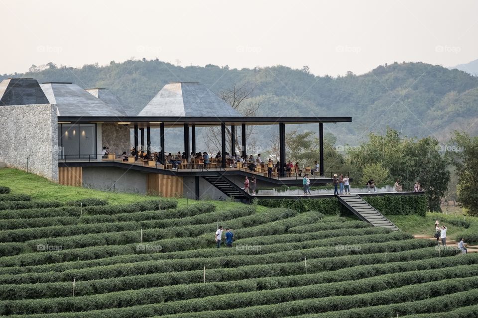 Chengrai/Thailand:February 16 2019-Chui Foung ,beautiful tea plantation 