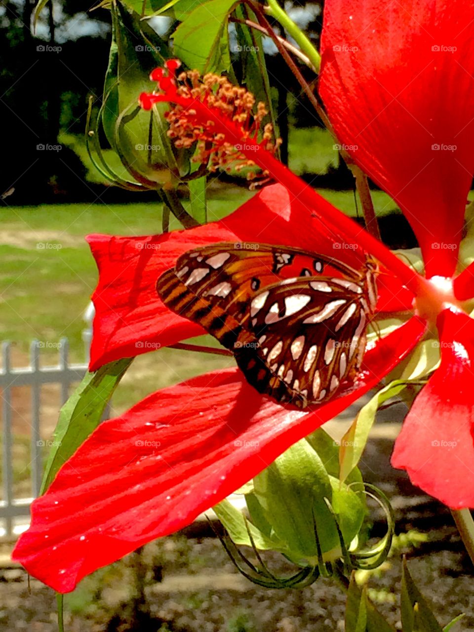 Hibiscus and Butterfly