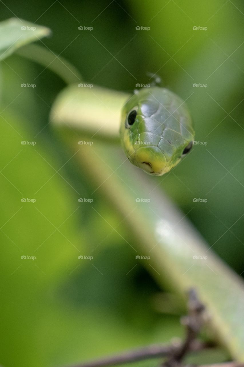 Foap, Glorious Mother Nature. A rough green snake (Opheodrys aestivus) is curious about the camera. Yates Mill County Park in Raleigh North Carolina. 
