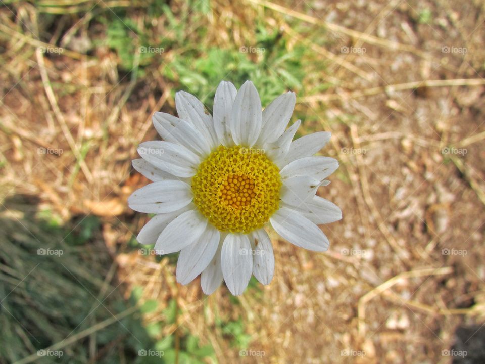 Loves me, Loves me not.