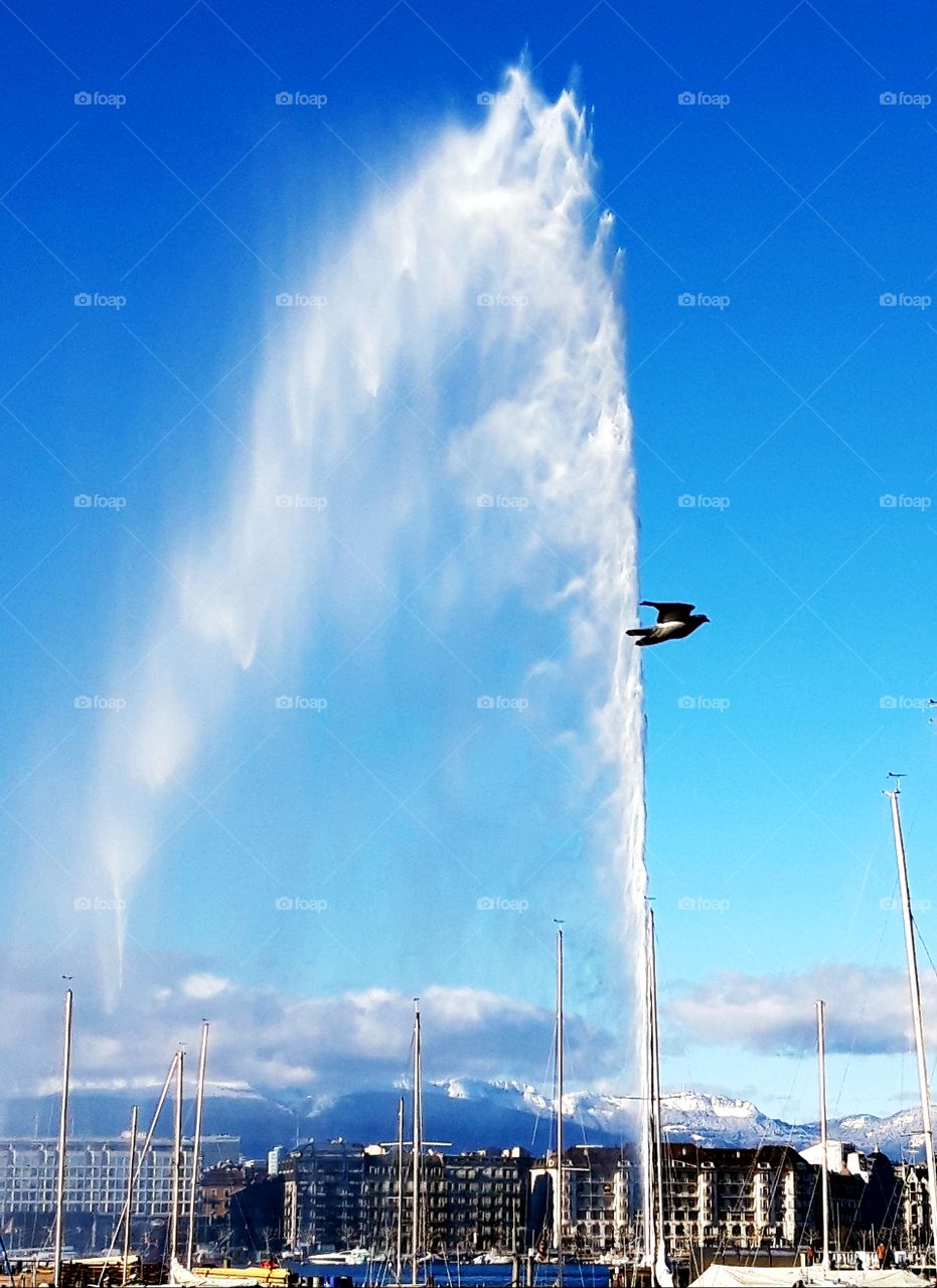 bird in he geneva water jet