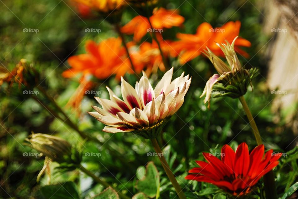 View of flowers