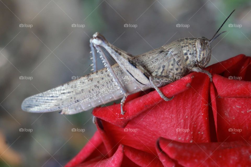 insect on rose