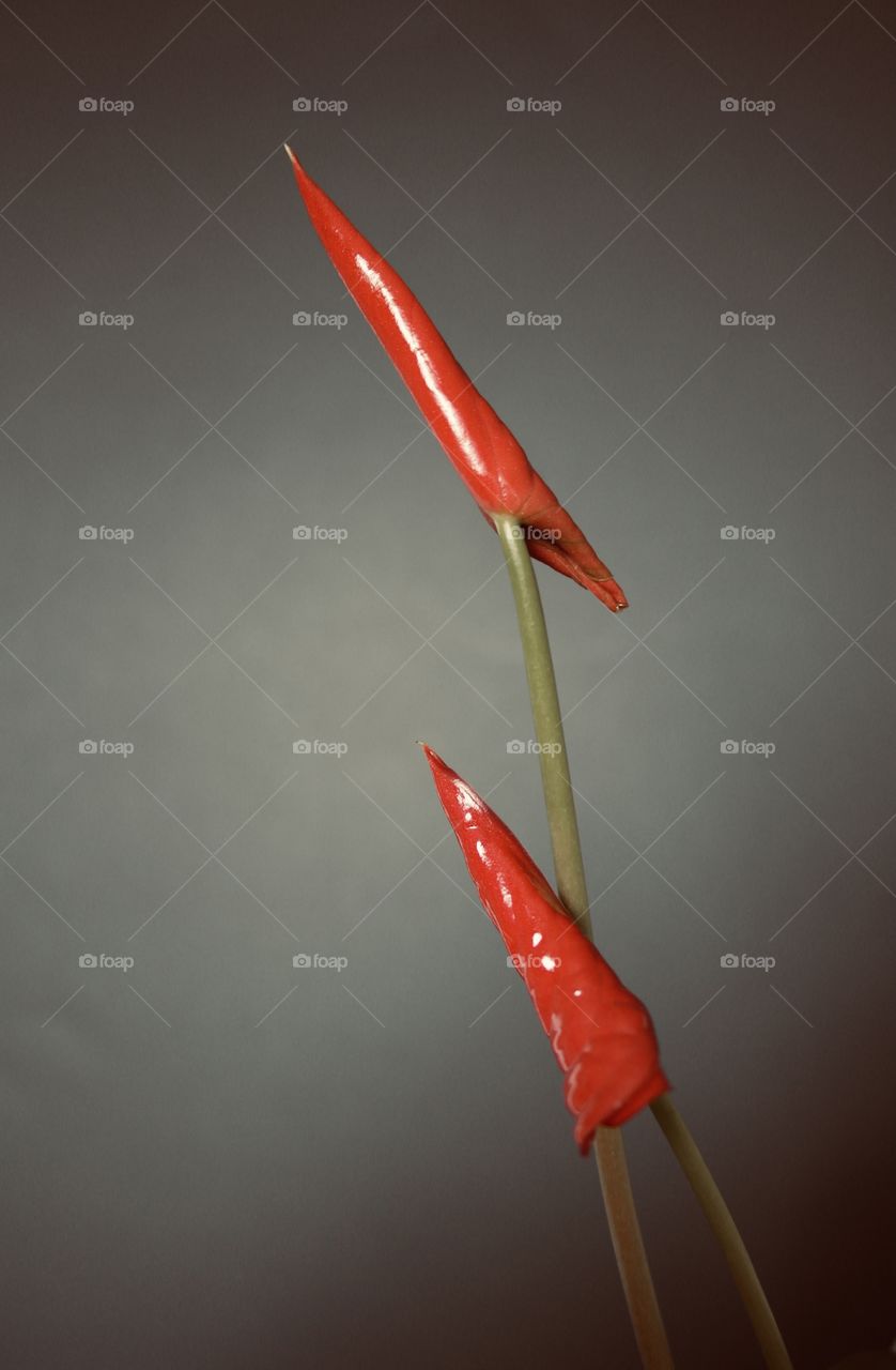 Anthurium buds on a black background 