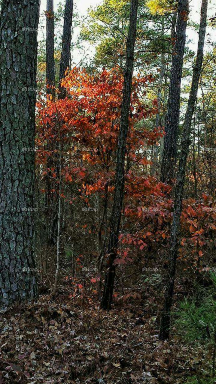 Fall hiking