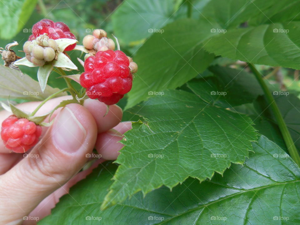 red ripe raspberry in the hand in the forest summer time