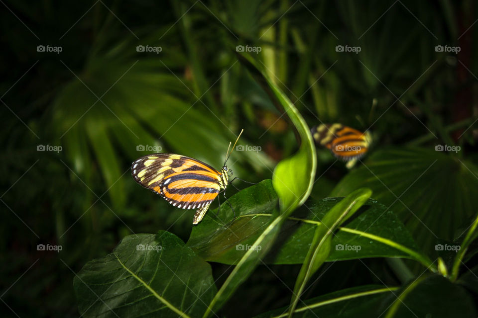 Little orange butterflies on tropical plants