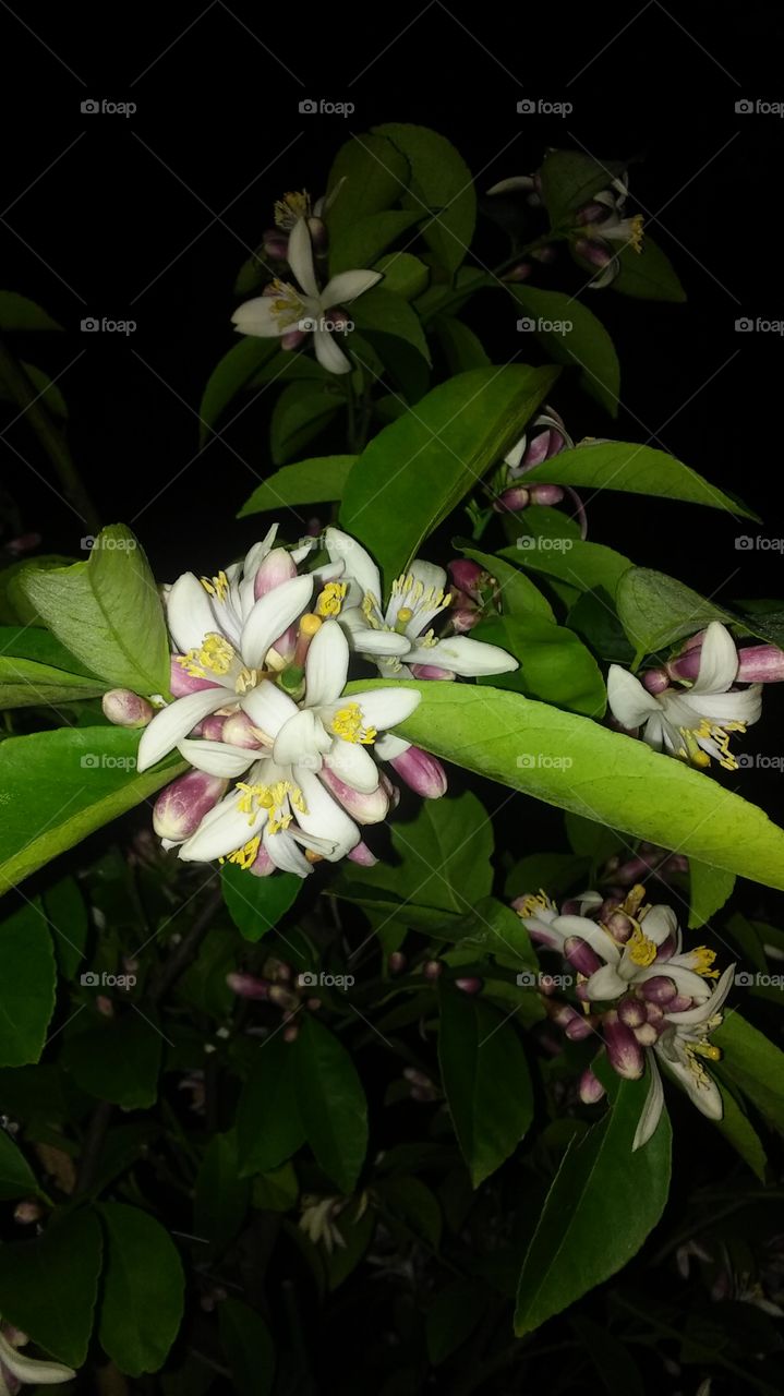 Budding Lemon Flowers