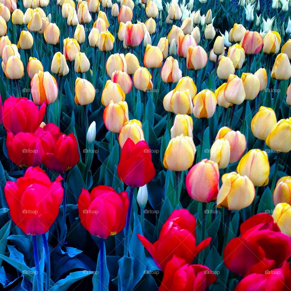 Tulips 2