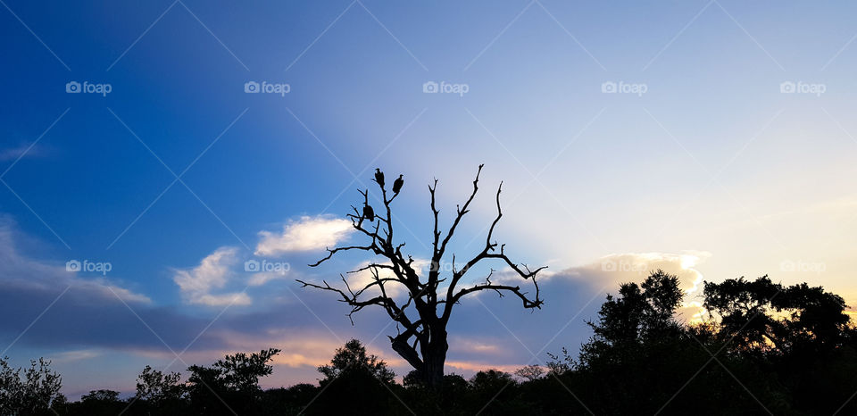 Silhouette of vultures roosting in a dead tree at dusk in the Kruger National Park, South Africa