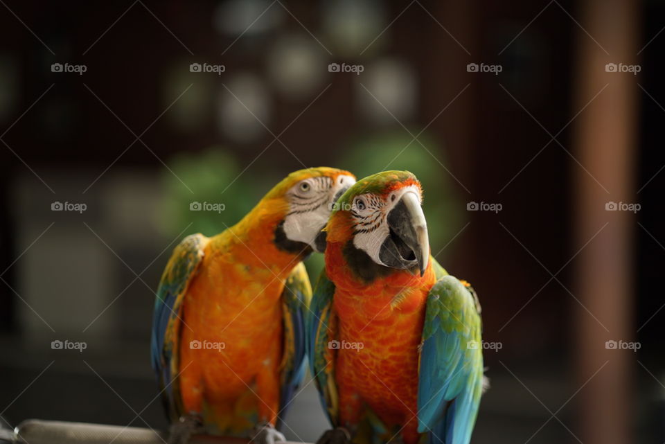 lovebird 