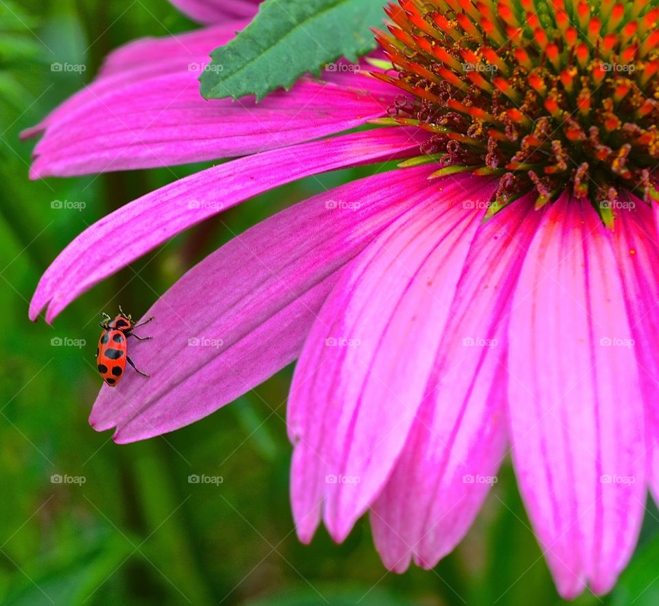 Beetle on cone flower