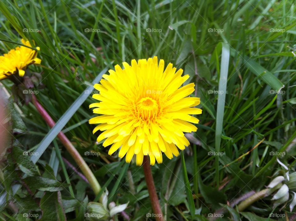 Dandelion