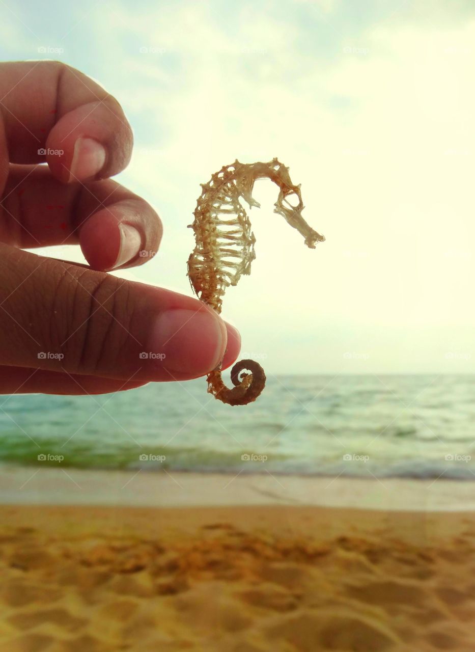 Sea horse