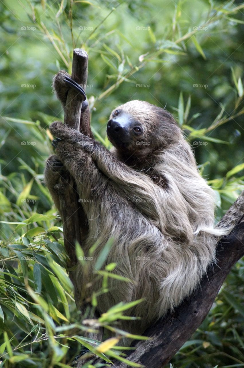 Sloth Tree Animal Rest Depend