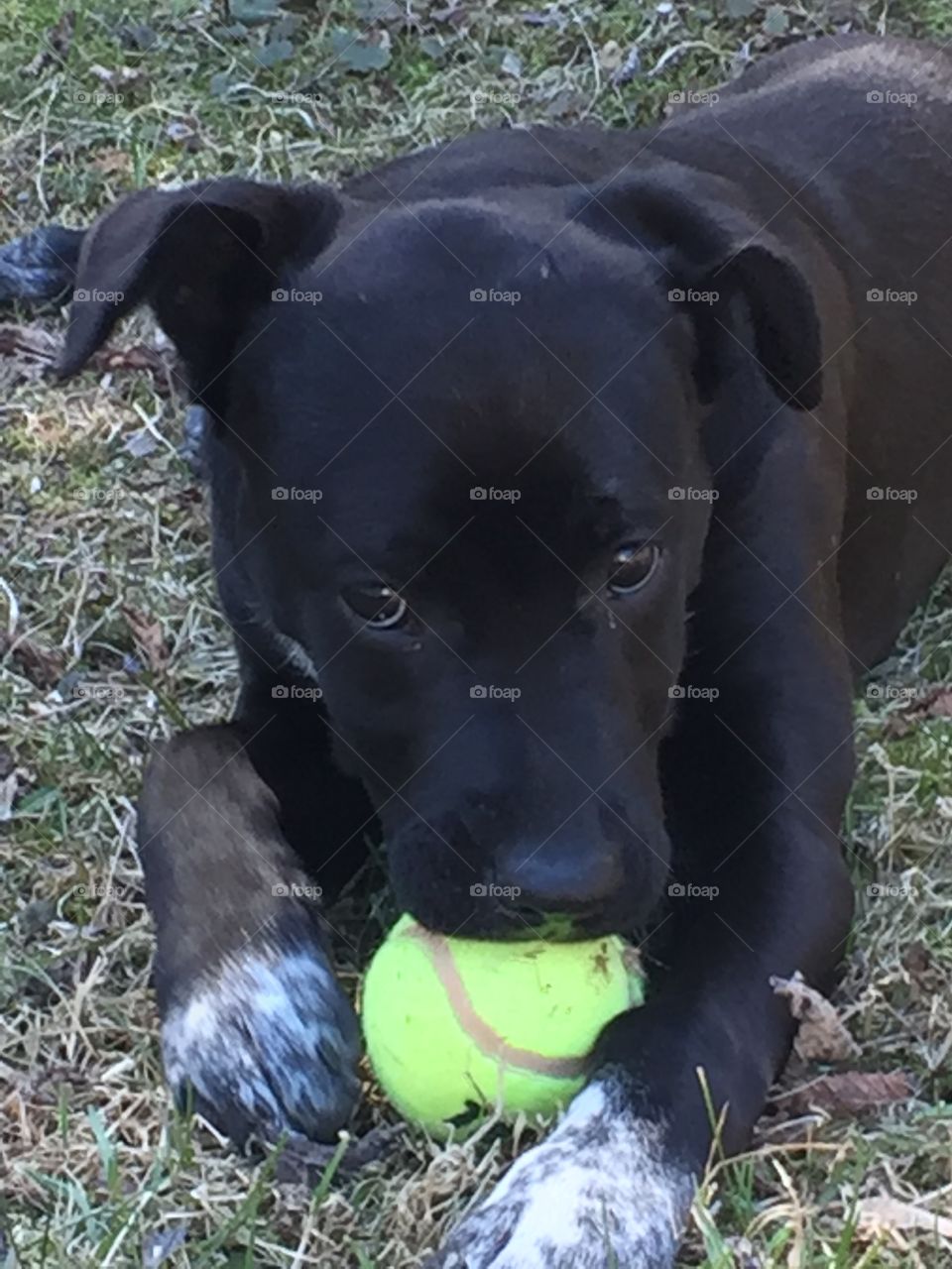 Puppy playing with ball