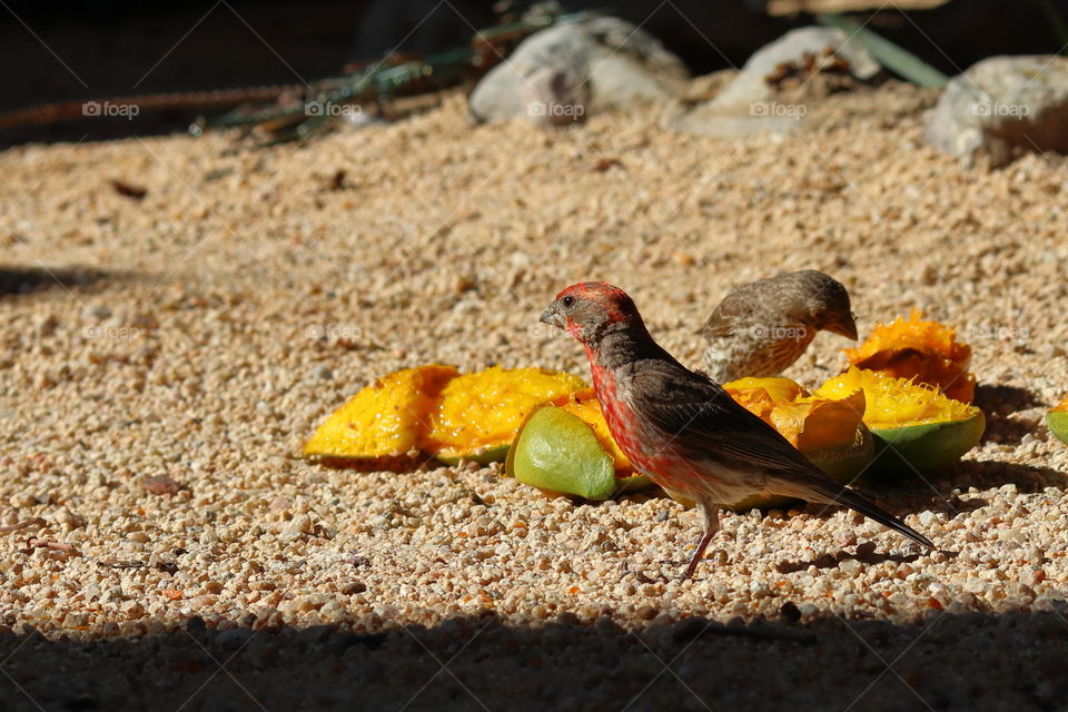 red throated finch