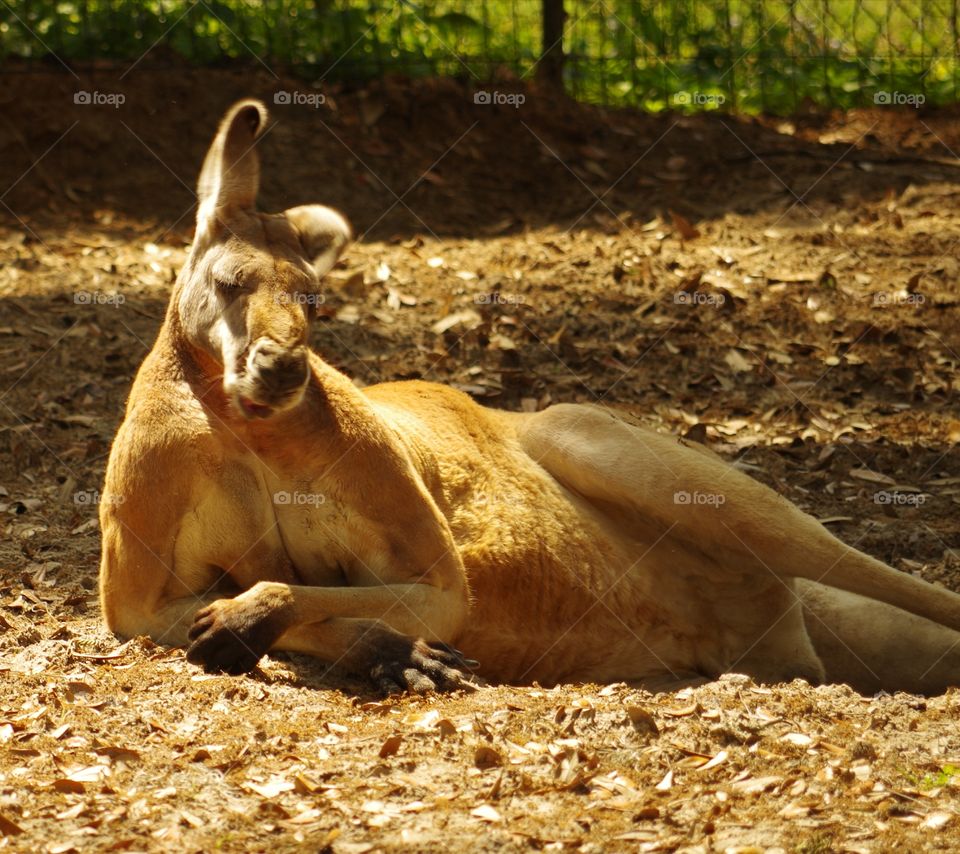 confident kangaroo