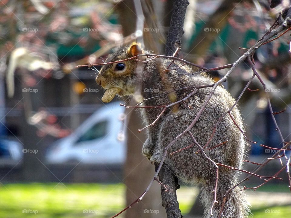 Squirrel eating nuts 