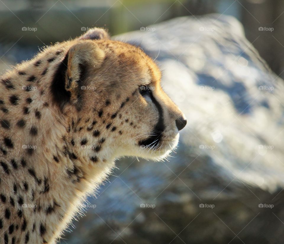 Cheetah at the Cape May County, NJ Zoo. 
