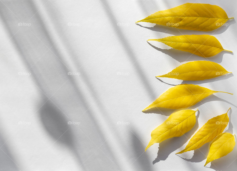 Moods of autumn. Bright yellow fallen leaves on white background.