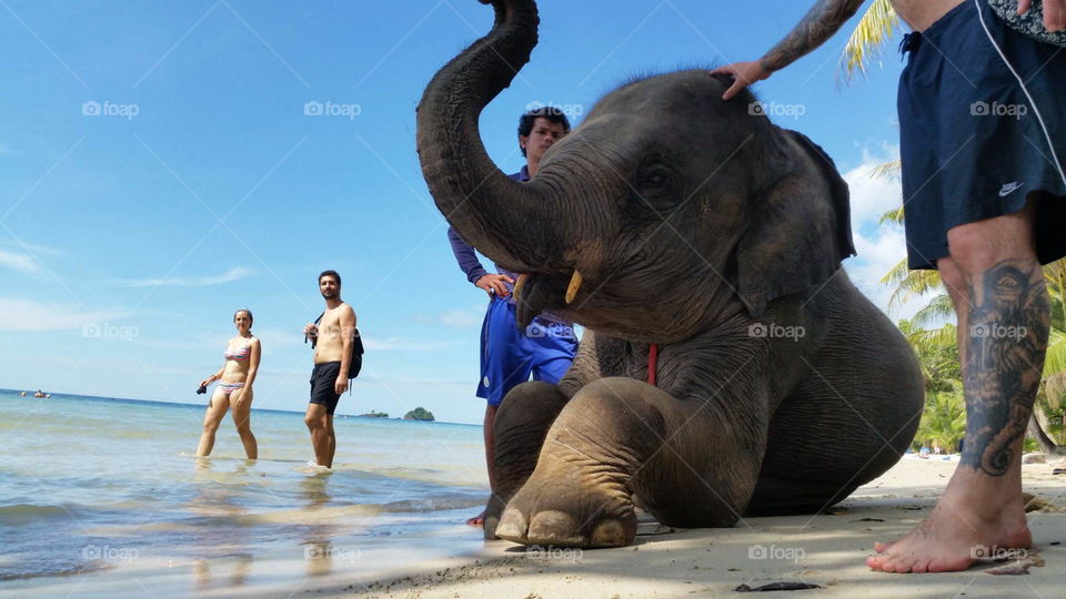 elephant on the beach