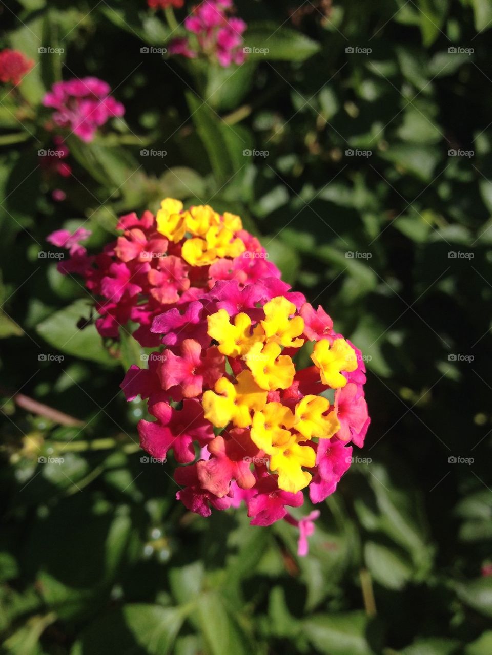 Pink and Yellow Flowers