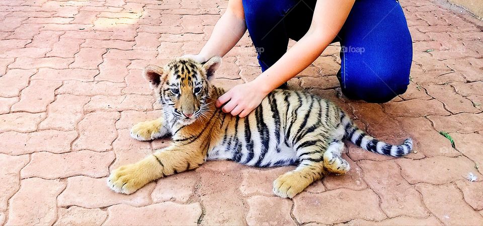 Baby Tiger