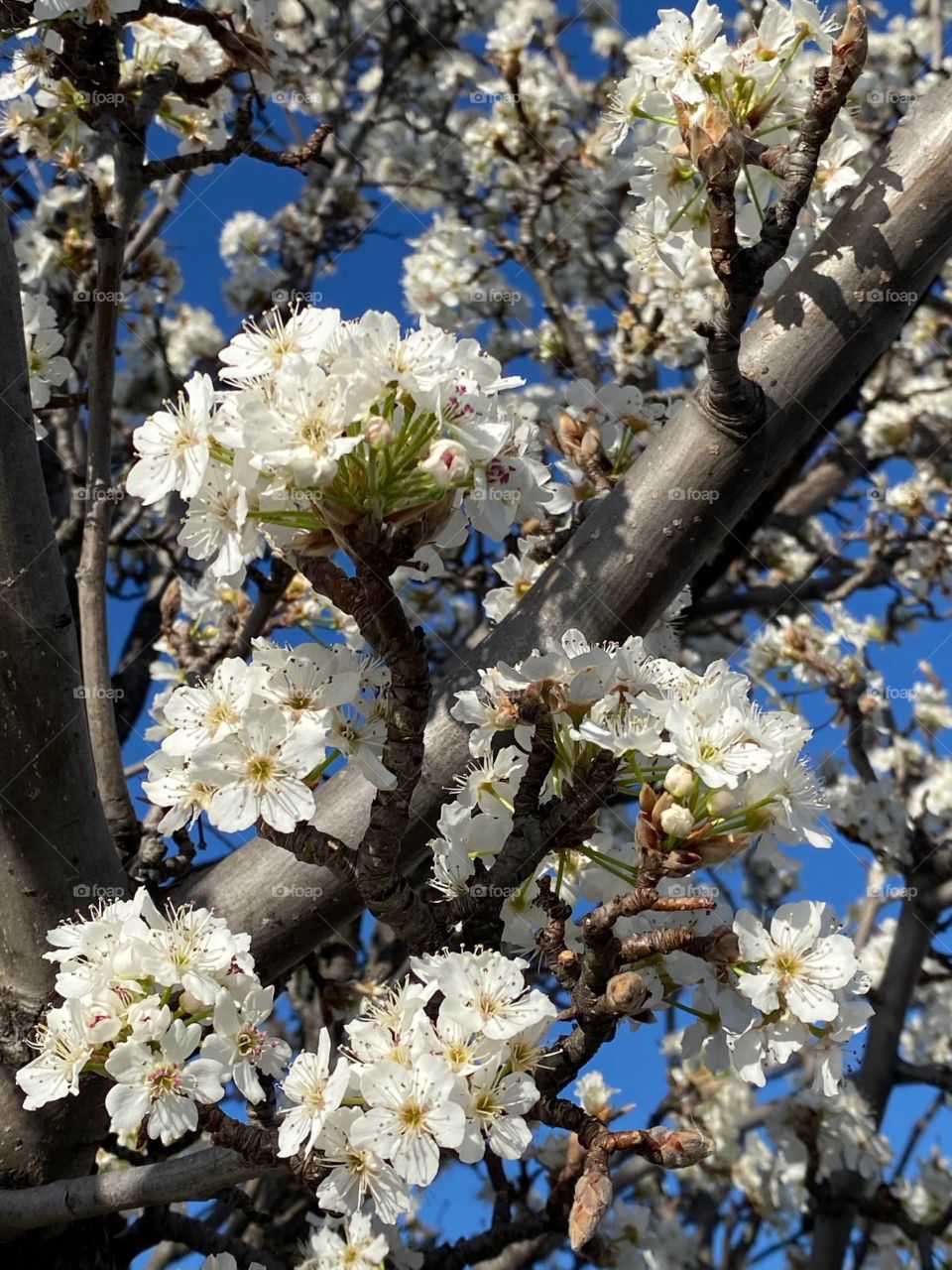 Blooming white