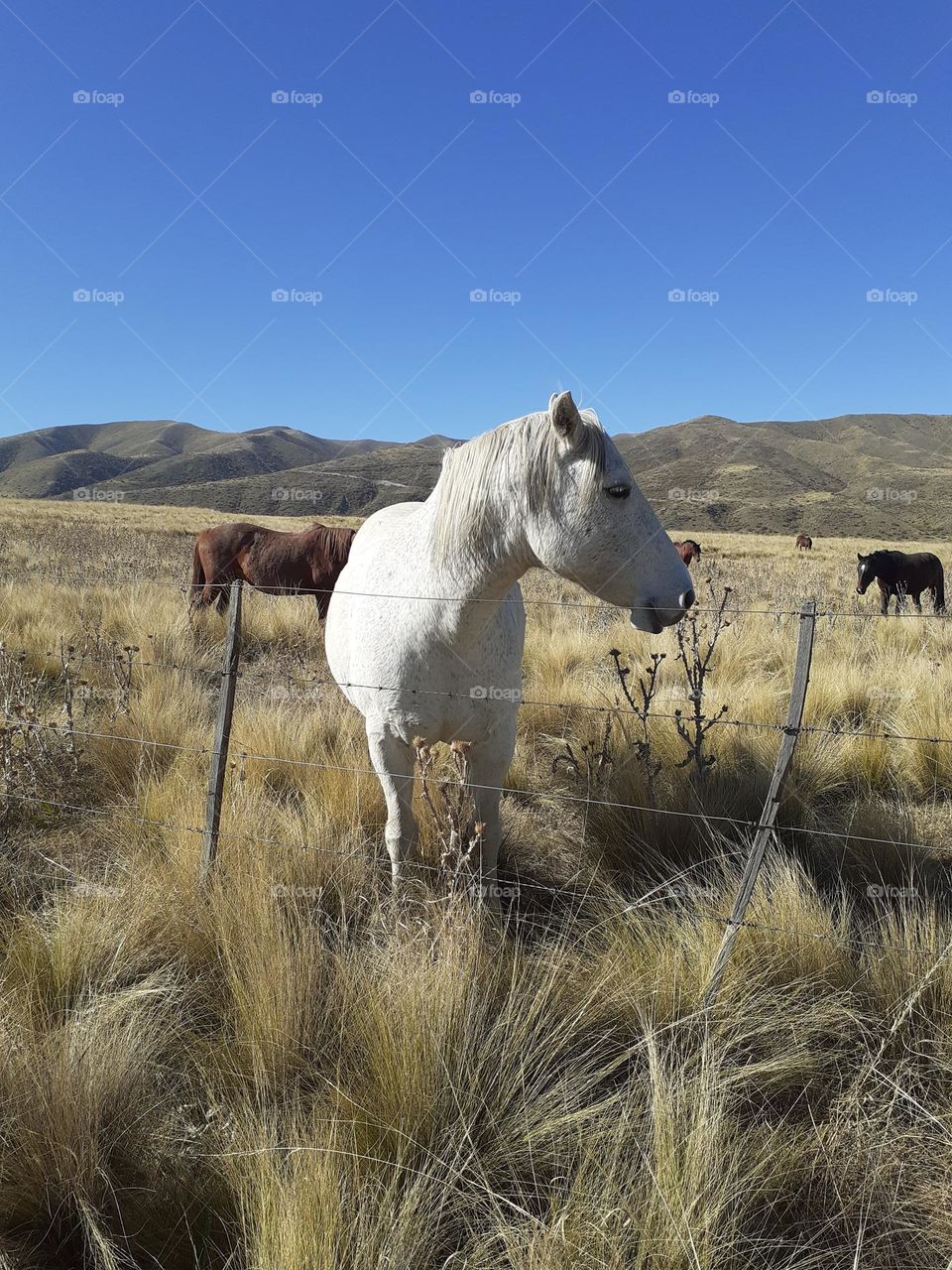 caballos en la pradera