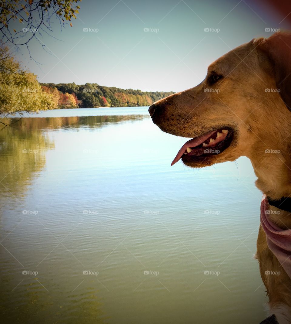 Puppy love and fall foliage at the lake