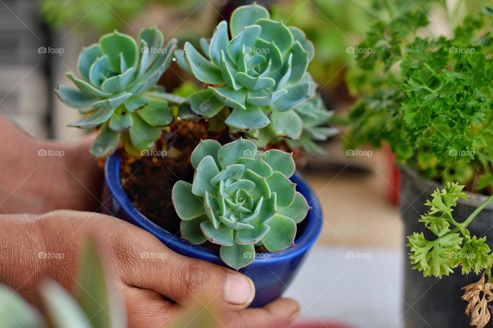holding succulents