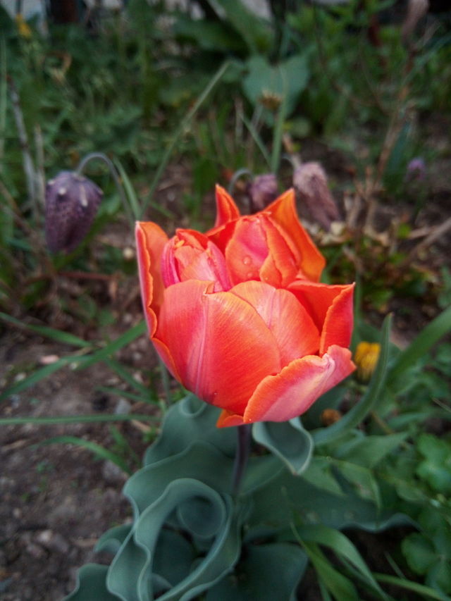 tulipán
