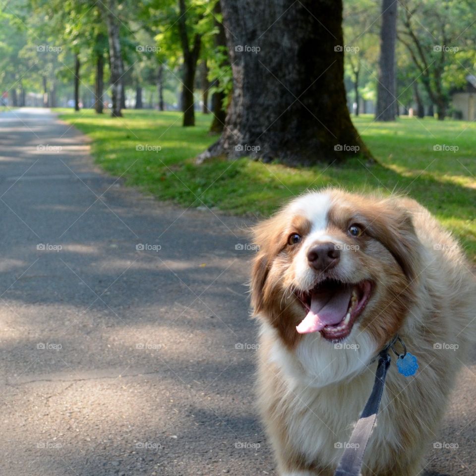 Dog sticking out tongue at park