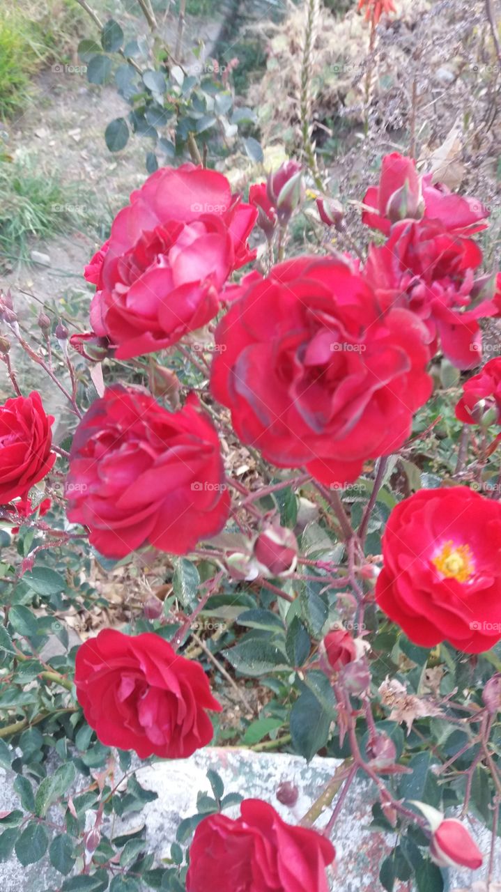 Red Roses.