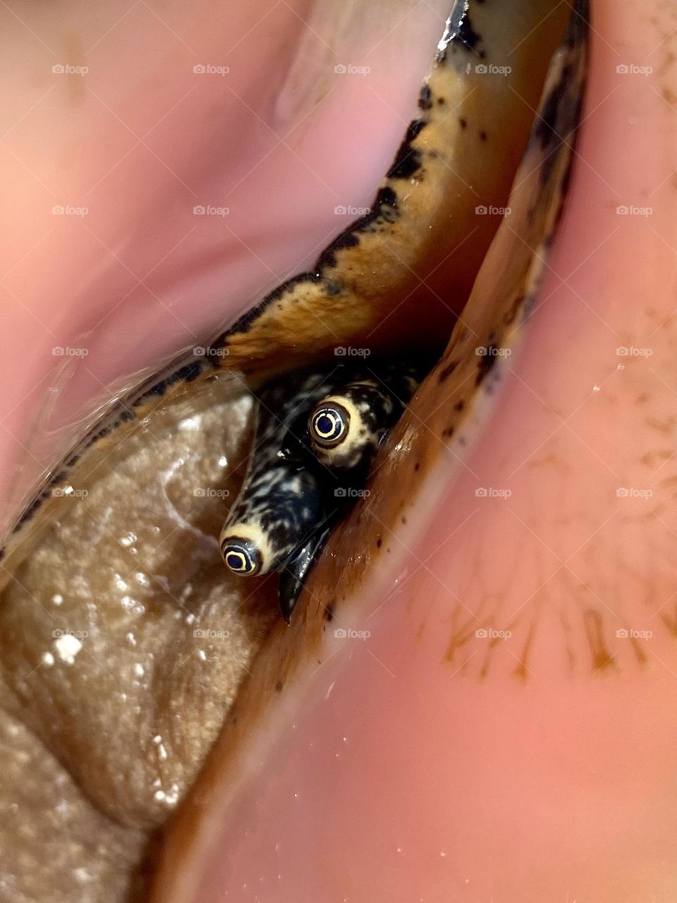 Inside the shell of a giant conch found while swimming in the Bahamas 