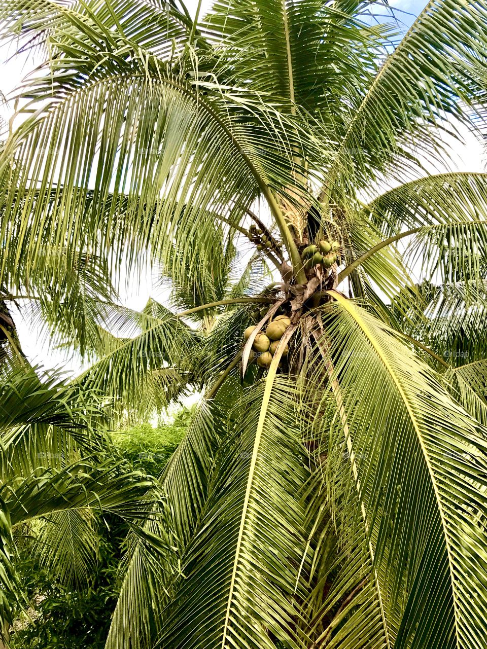 Coconut Tree, Palm Tree