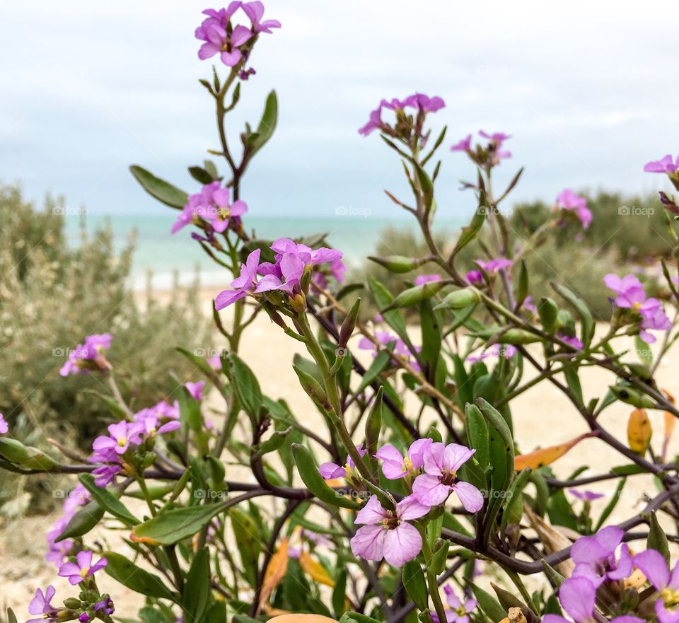 Seashore coastal flowers south Australia pink