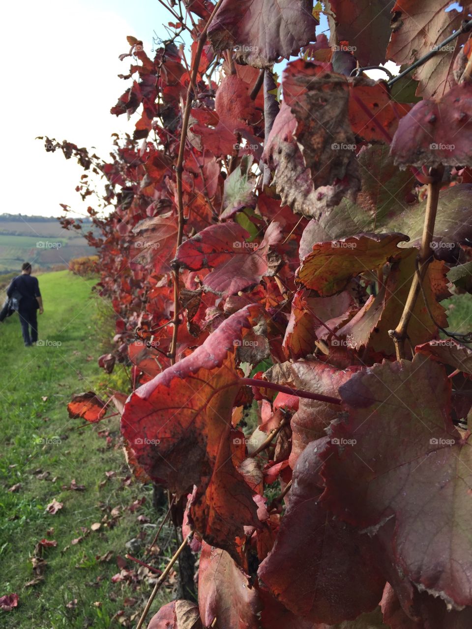 Walking inside autumn . Walking inside autumn 