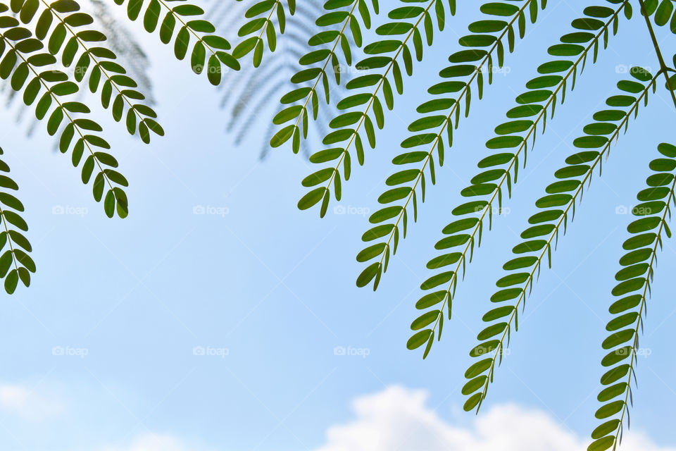 Sesbania grandiflora or Scarlet wisteria green tree leaves background. Concept for Healthcare and Medical or the Benefits of Herb for the good health.