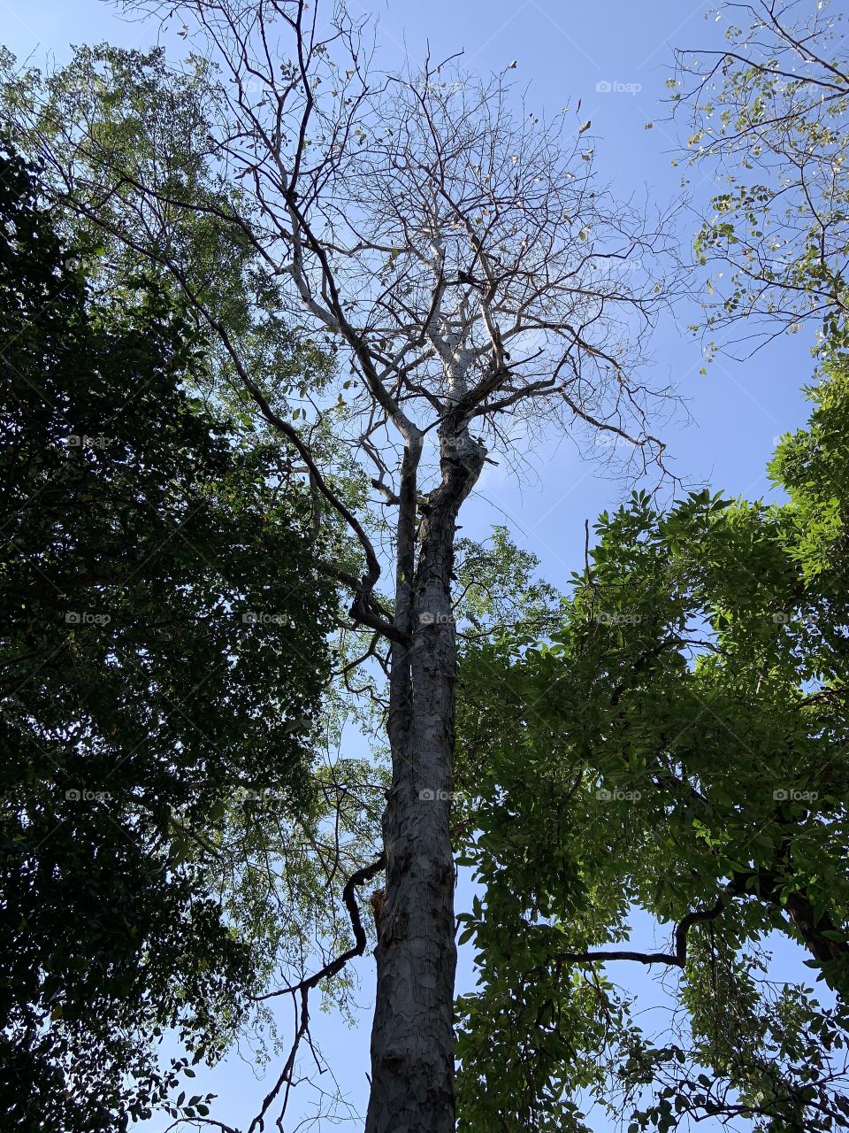 Best of 2021 : Nature ( My garden, Thailand)