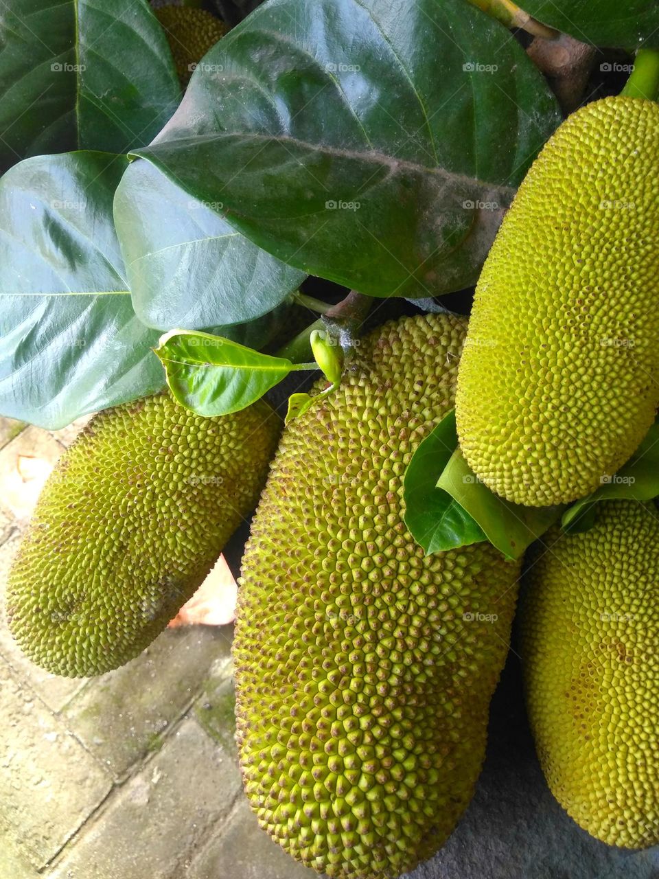 Fresh jackfruits on the garden