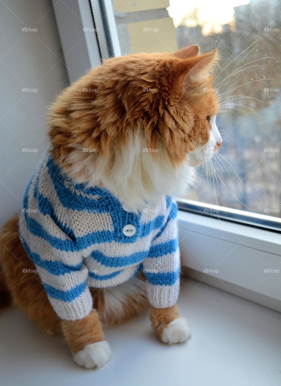 cat in sweater sitting on a window and looking, cozy winter