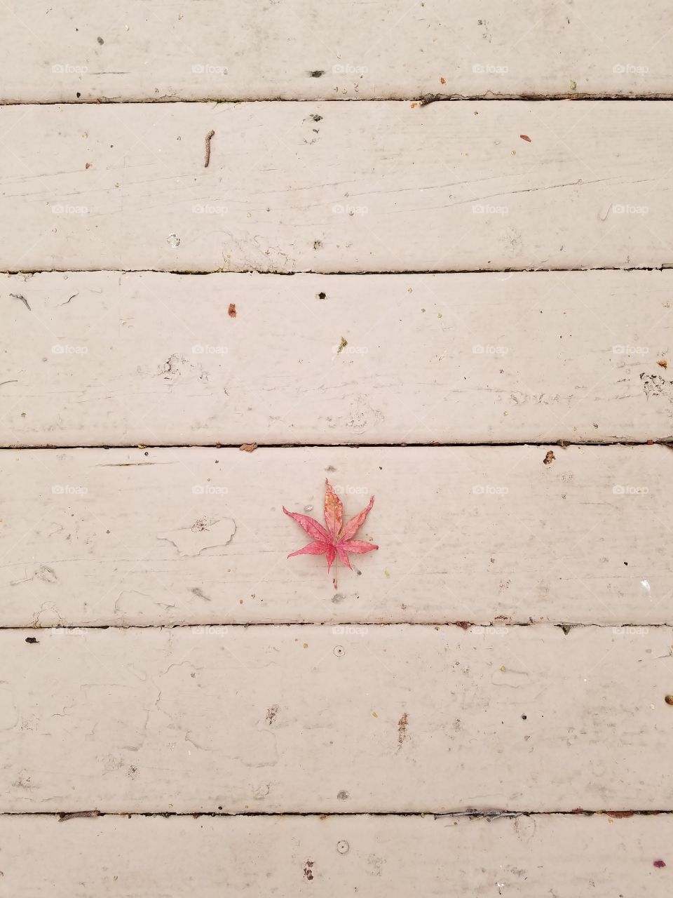 Leaf on the walkway