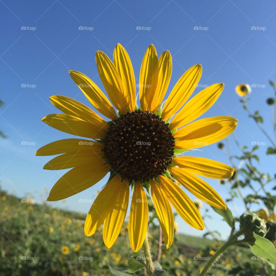 Sunflower