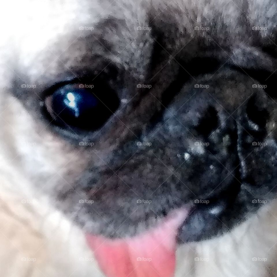 My beautiful Pug, Lucy, with her tongue hanging out.