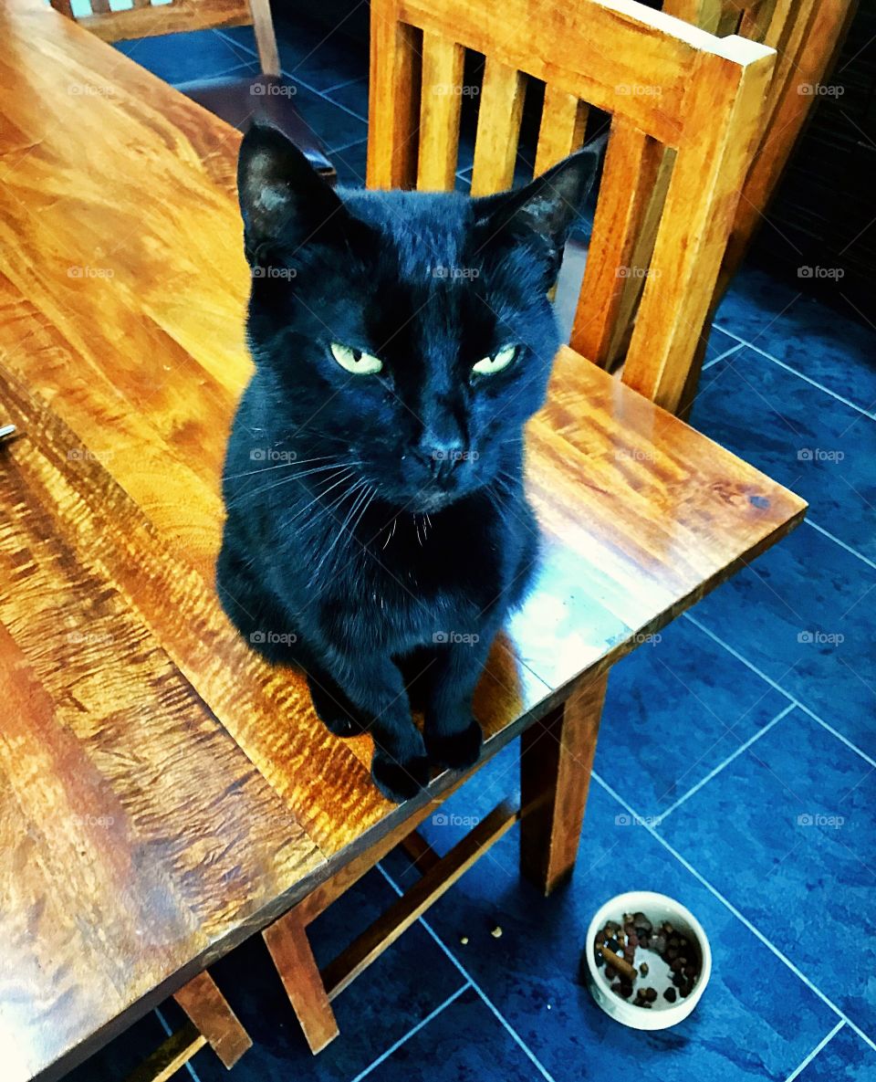 Cute little fella, sat on table waiting for treats