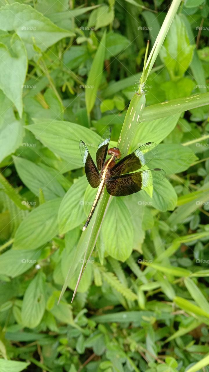 🥰 unusuval sus - pets